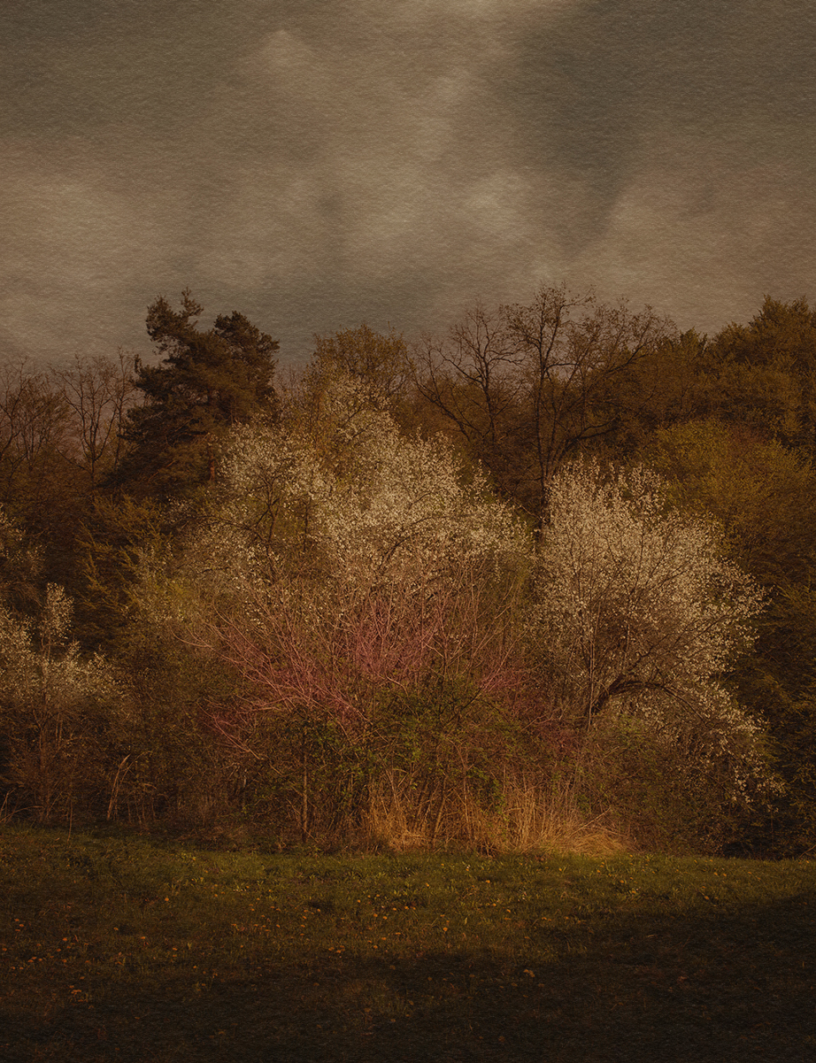 Garden and Trees, Trees, Eiche, Quercus